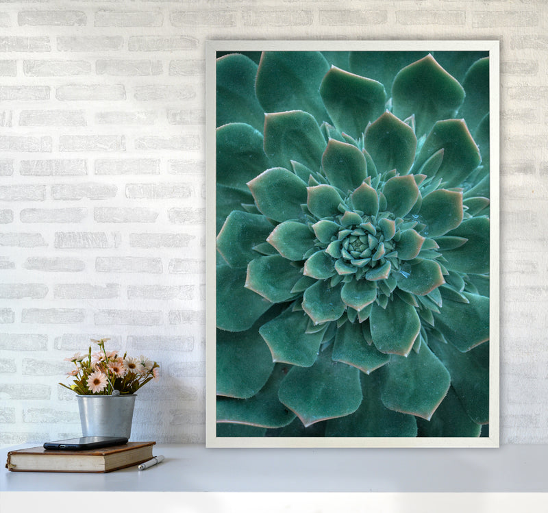 Green Succulent Plant Photography Print by Victoria Frost A1 Oak Frame