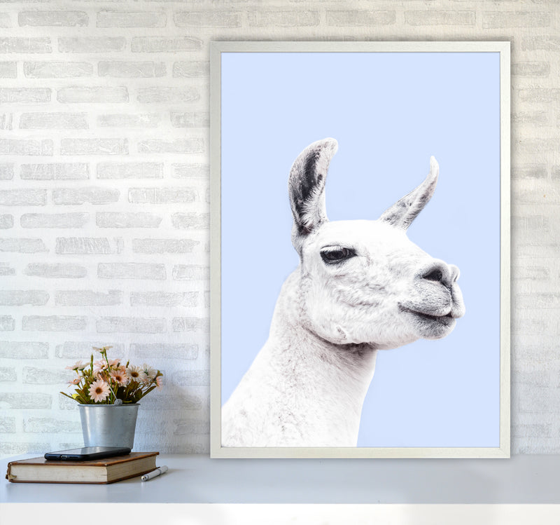 Blue Llama Photography Print by Victoria Frost A1 Oak Frame