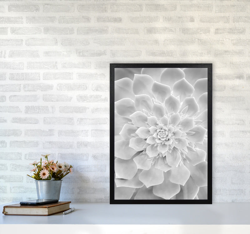 White Succulent Plant Photography Print by Victoria Frost A2 White Frame