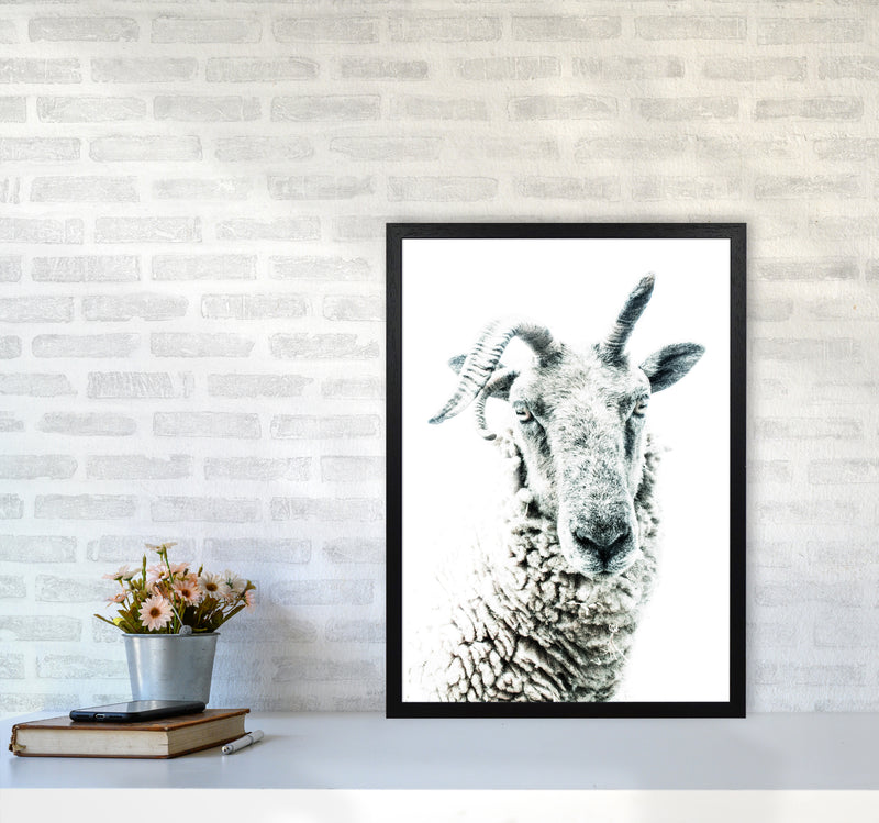 Sheep Photography Print by Victoria Frost A2 White Frame