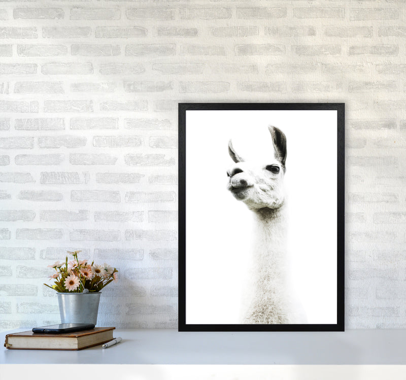 Llama II Photography Print by Victoria Frost A2 White Frame
