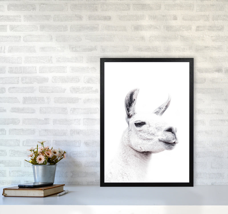 Llama I Photography Print by Victoria Frost A2 White Frame