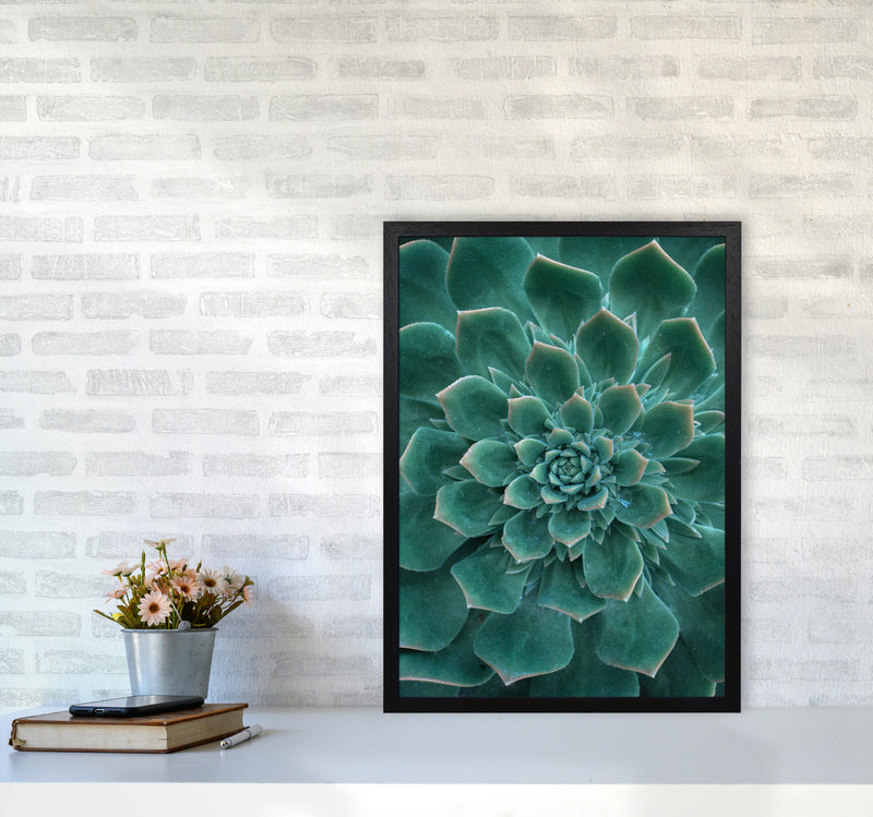 Green Succulent Plant Photography Print by Victoria Frost A2 White Frame