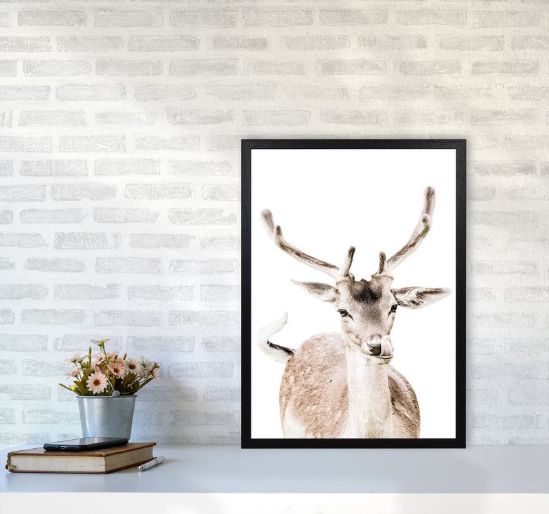 Deer I Photography Print by Victoria Frost A2 White Frame