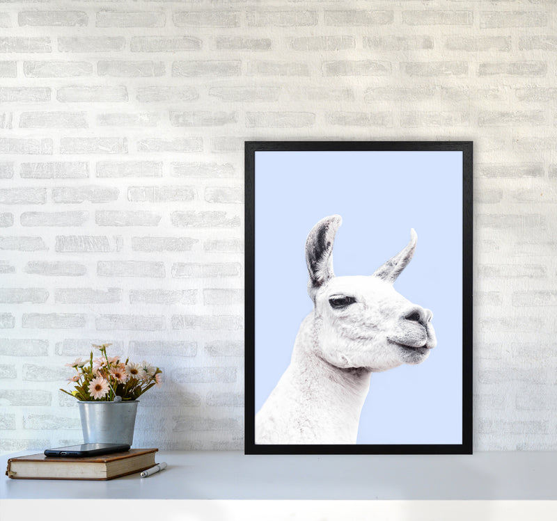 Blue Llama Photography Print by Victoria Frost A2 White Frame