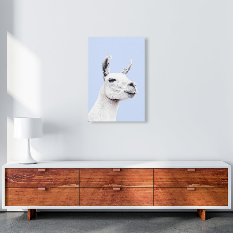 Blue Llama Photography Print by Victoria Frost A2 Canvas