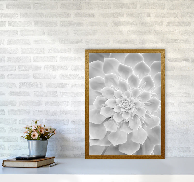 White Succulent Plant Photography Print by Victoria Frost A2 Print Only