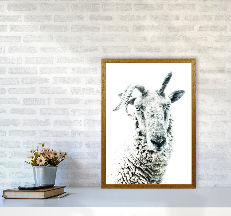 Sheep Photography Print by Victoria Frost A2 Print Only