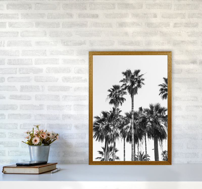 Sabal palmetto II Palm trees Photography Print by Victoria Frost A2 Print Only