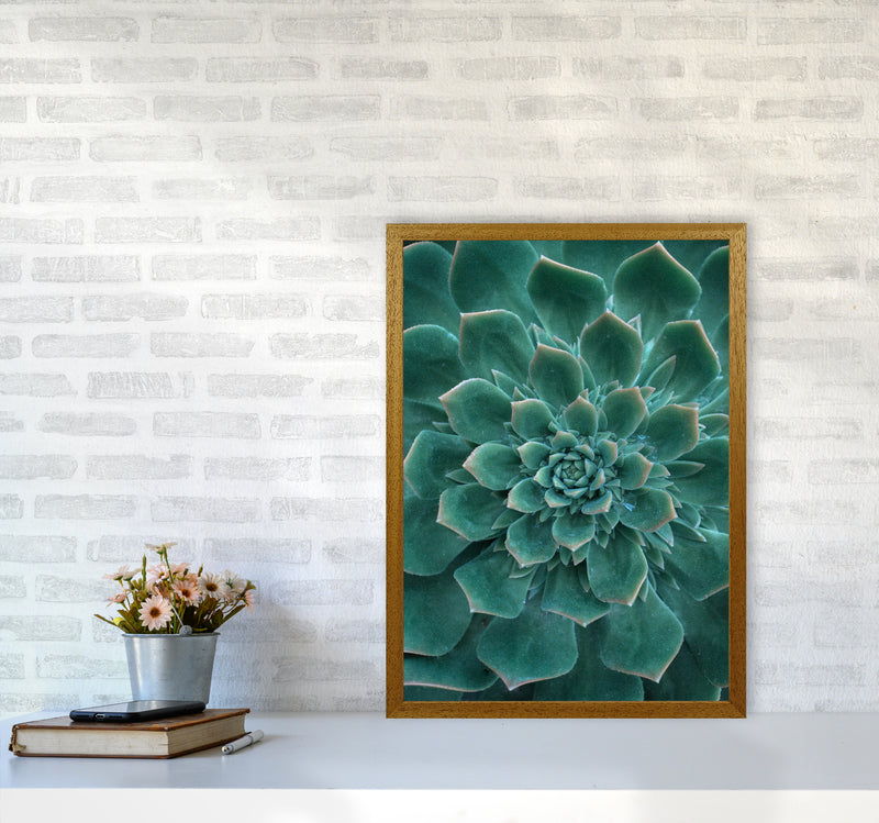 Green Succulent Plant Photography Print by Victoria Frost A2 Print Only