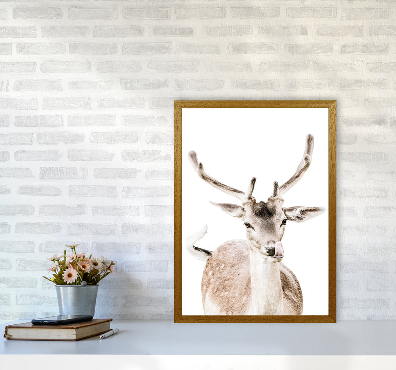 Deer I Photography Print by Victoria Frost A2 Print Only