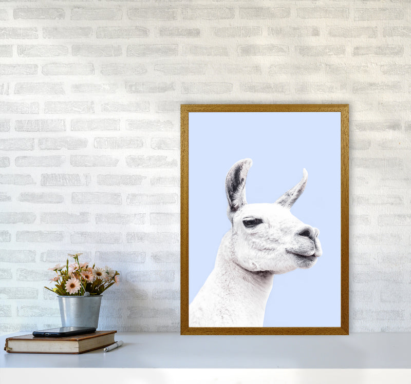 Blue Llama Photography Print by Victoria Frost A2 Print Only