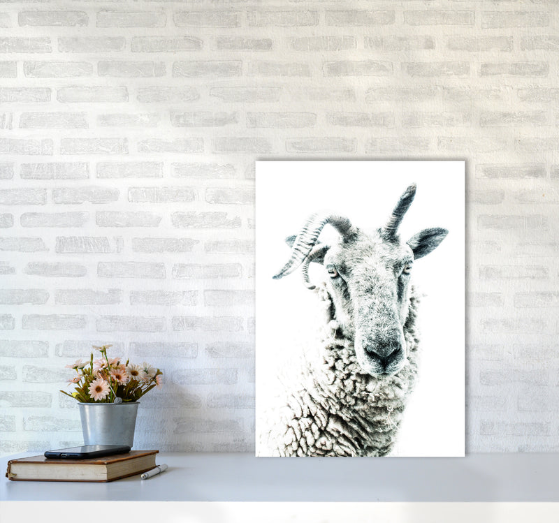 Sheep Photography Print by Victoria Frost A2 Black Frame