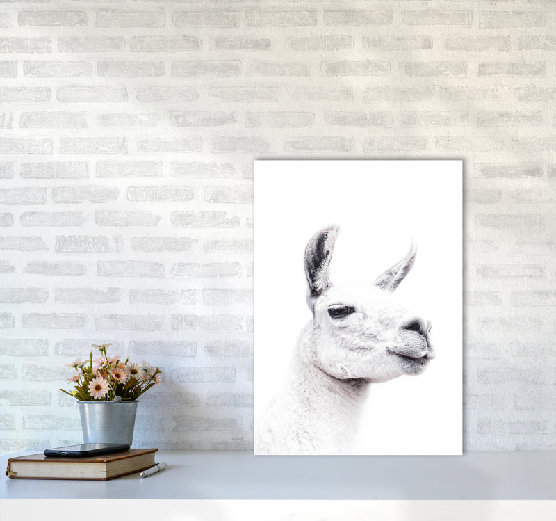 Llama I Photography Print by Victoria Frost A2 Black Frame