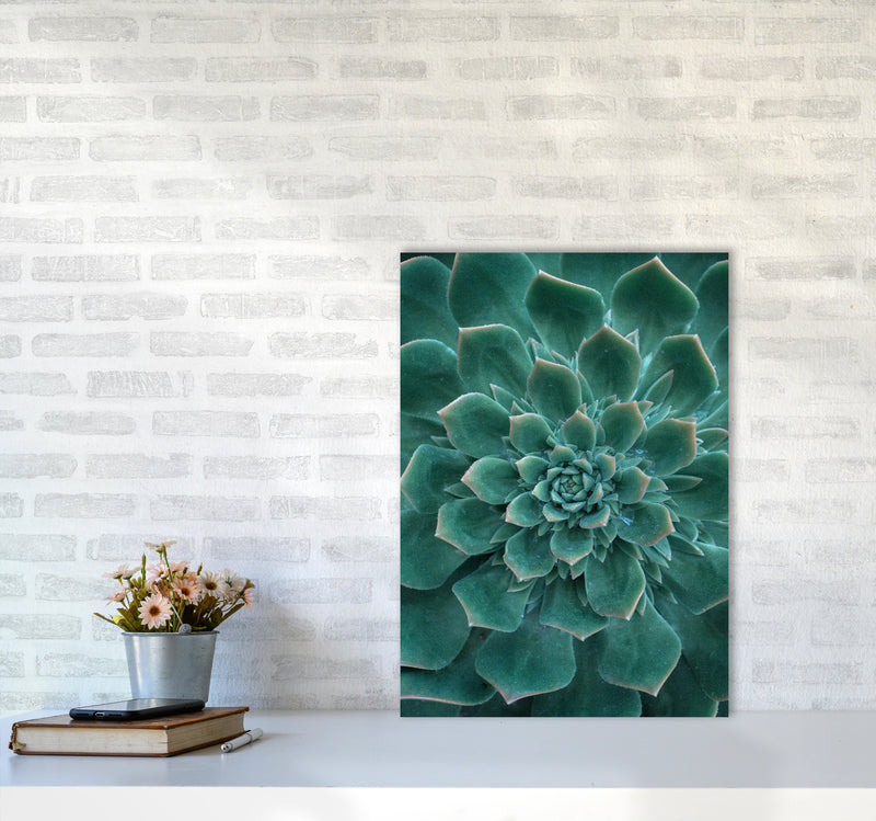 Green Succulent Plant Photography Print by Victoria Frost A2 Black Frame