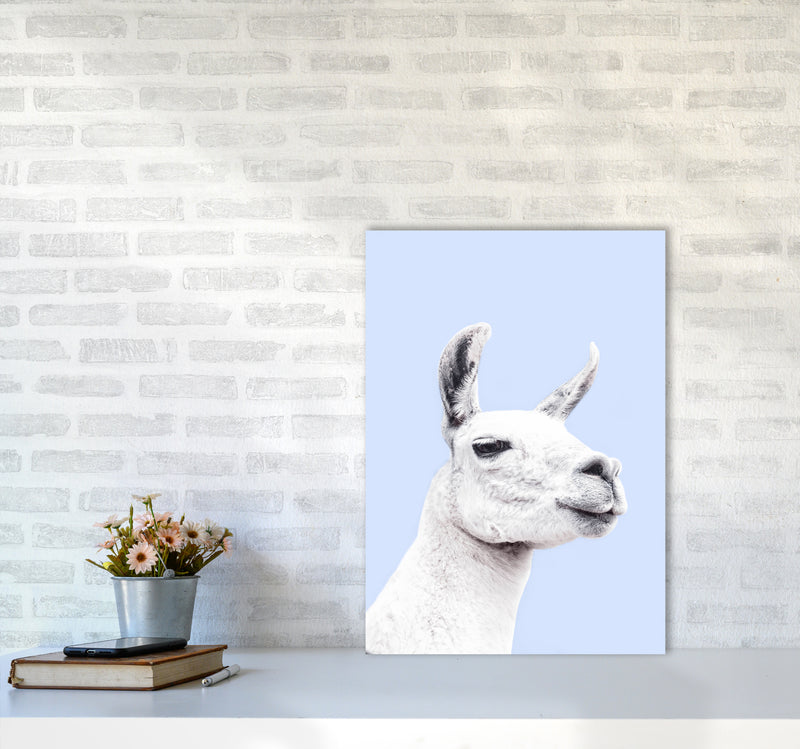 Blue Llama Photography Print by Victoria Frost A2 Black Frame