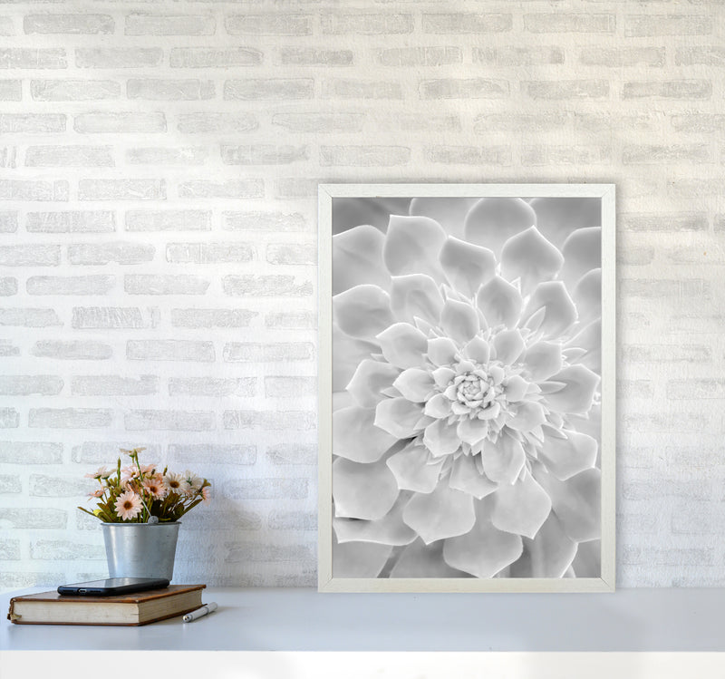 White Succulent Plant Photography Print by Victoria Frost A2 Oak Frame