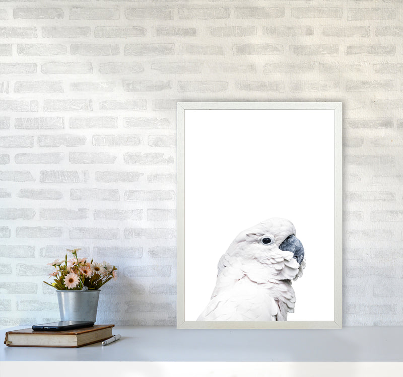 White Cockatoo Photography Print by Victoria Frost A2 Oak Frame