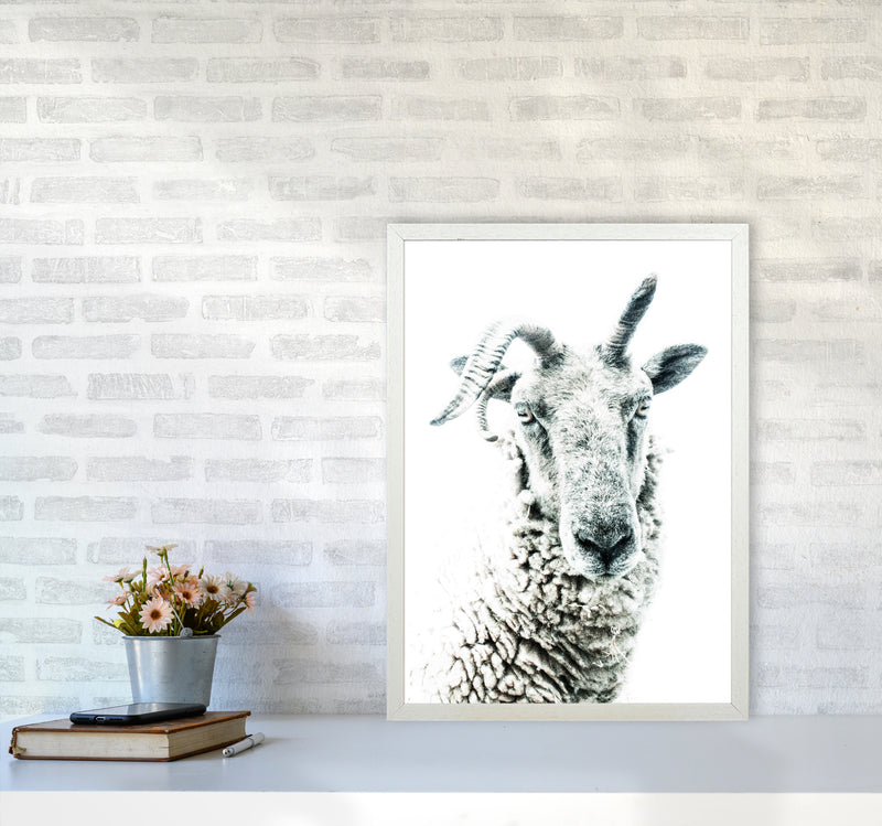 Sheep Photography Print by Victoria Frost A2 Oak Frame