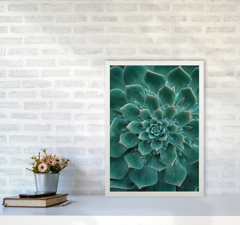 Green Succulent Plant Photography Print by Victoria Frost A2 Oak Frame