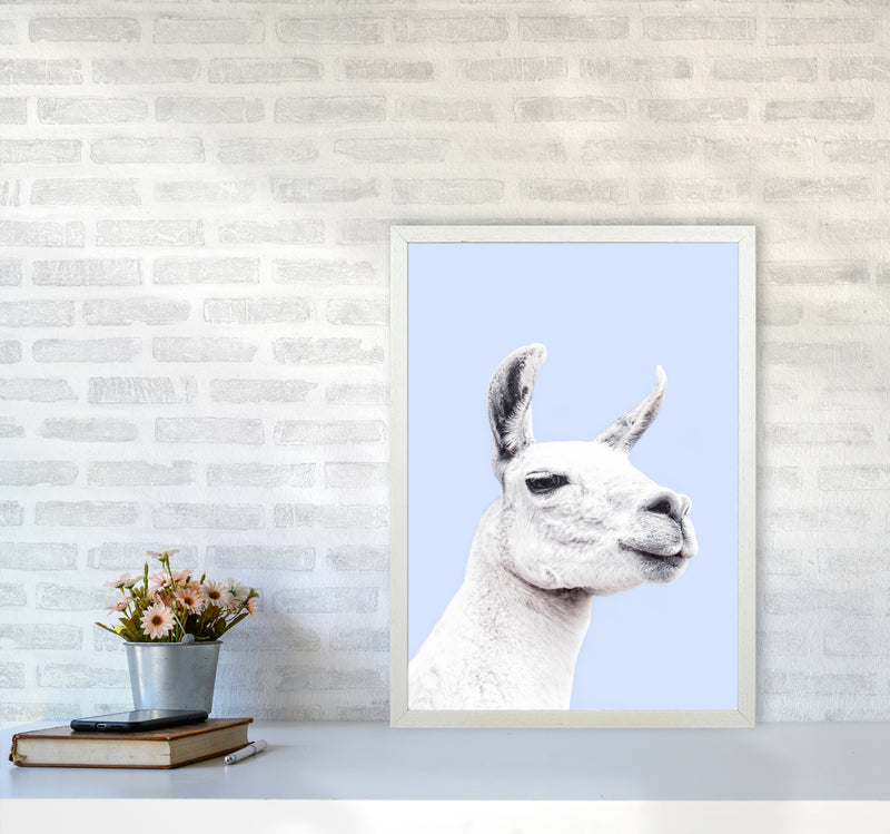 Blue Llama Photography Print by Victoria Frost A2 Oak Frame