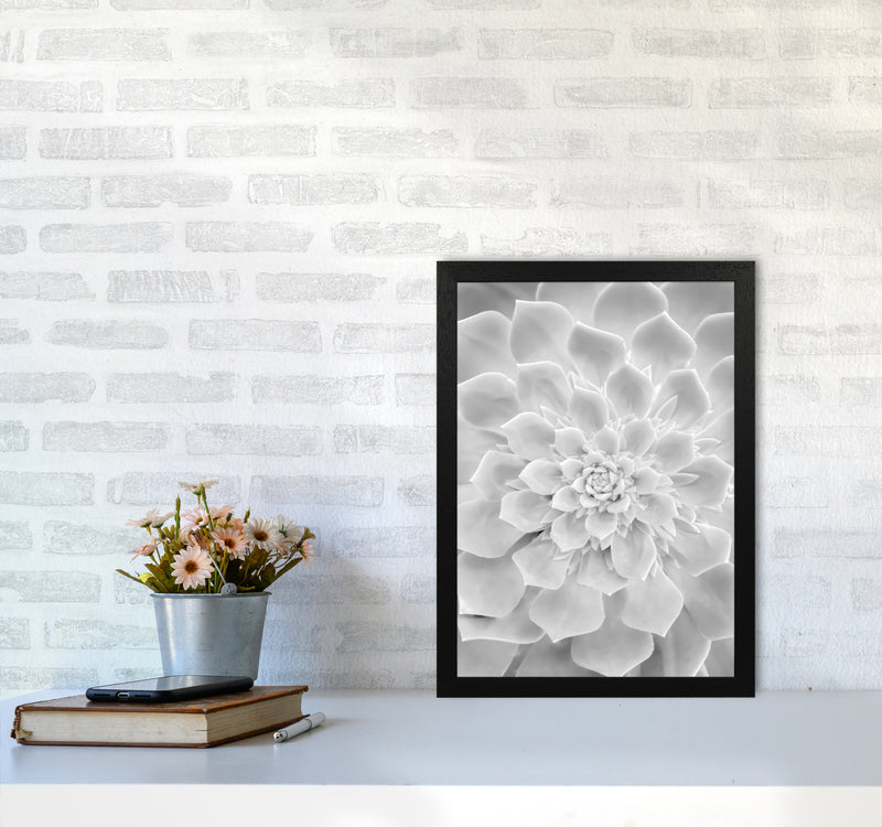 White Succulent Plant Photography Print by Victoria Frost A3 White Frame