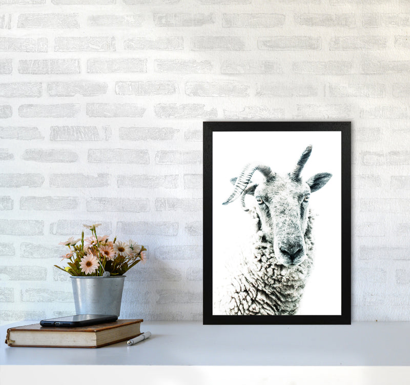 Sheep Photography Print by Victoria Frost A3 White Frame