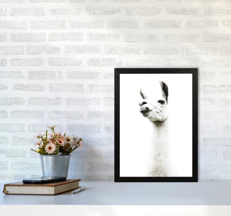 Llama II Photography Print by Victoria Frost A3 White Frame