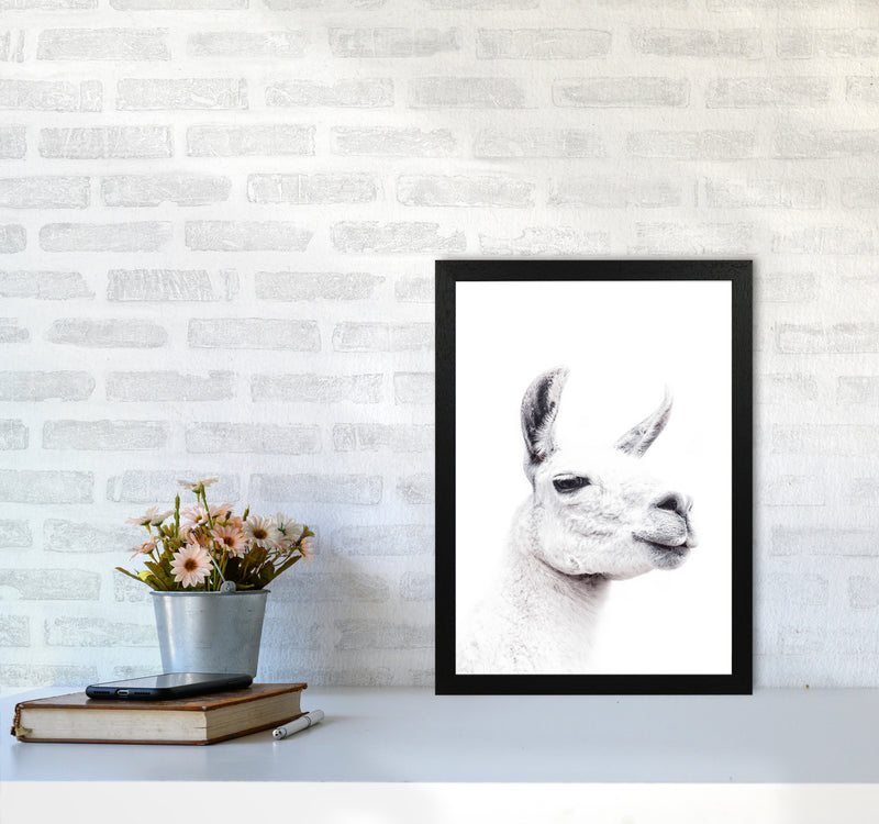 Llama I Photography Print by Victoria Frost A3 White Frame