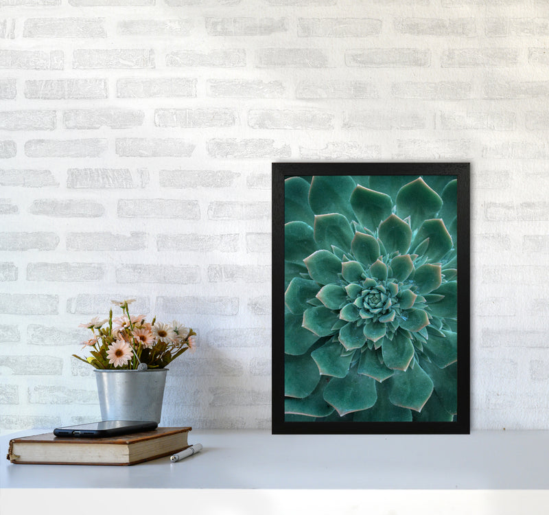 Green Succulent Plant Photography Print by Victoria Frost A3 White Frame