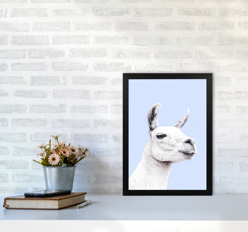 Blue Llama Photography Print by Victoria Frost A3 White Frame
