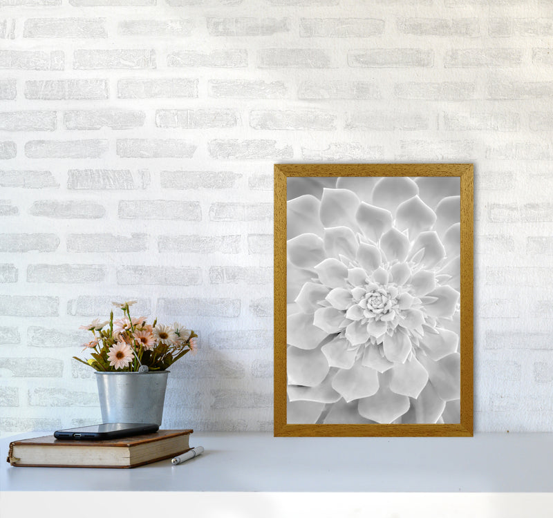 White Succulent Plant Photography Print by Victoria Frost A3 Print Only