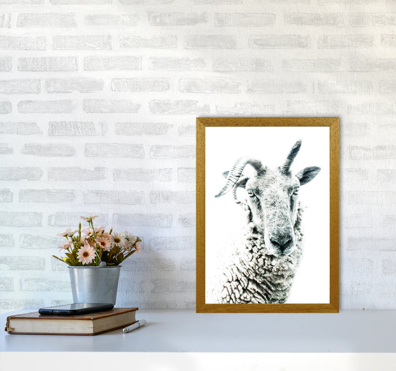 Sheep Photography Print by Victoria Frost A3 Print Only