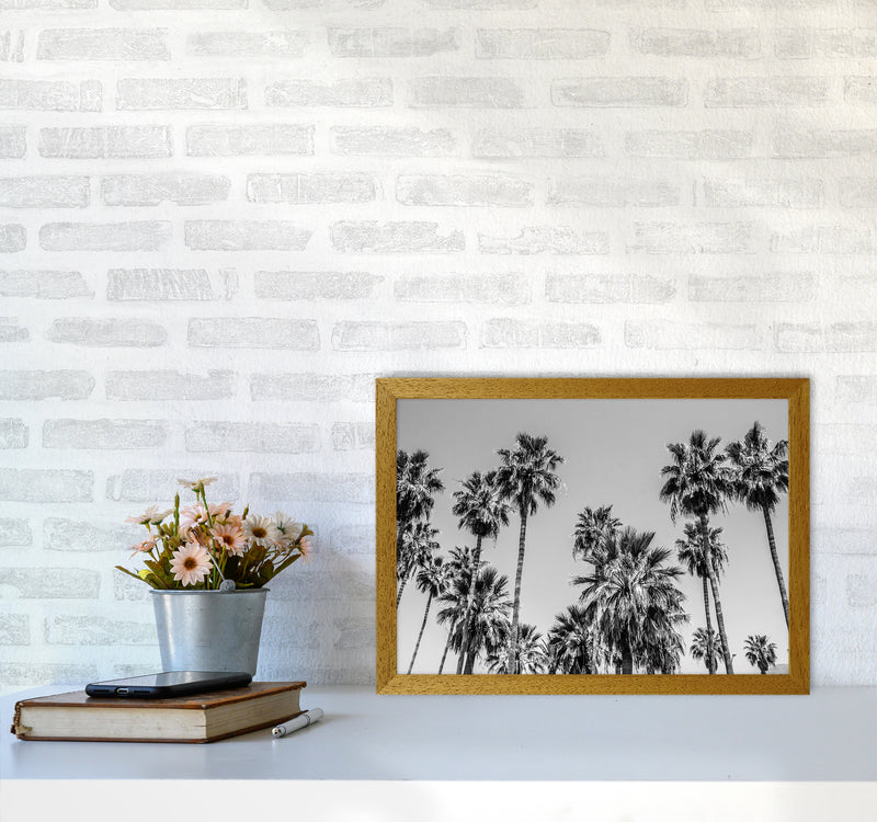 Sabal palmetto I Palm Trees Photography Print by Victoria Frost A3 Print Only