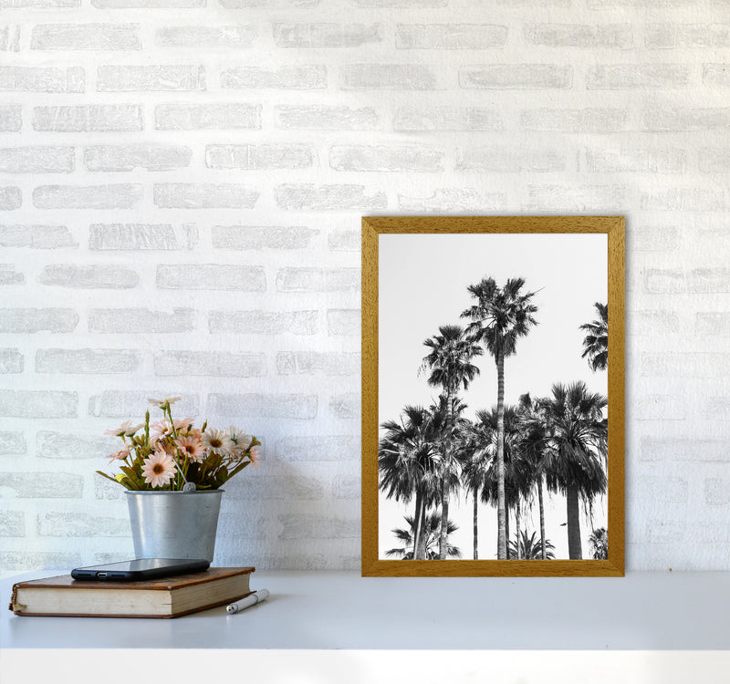 Sabal palmetto II Palm trees Photography Print by Victoria Frost A3 Print Only