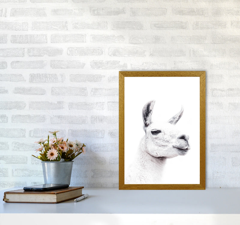 Llama I Photography Print by Victoria Frost A3 Print Only