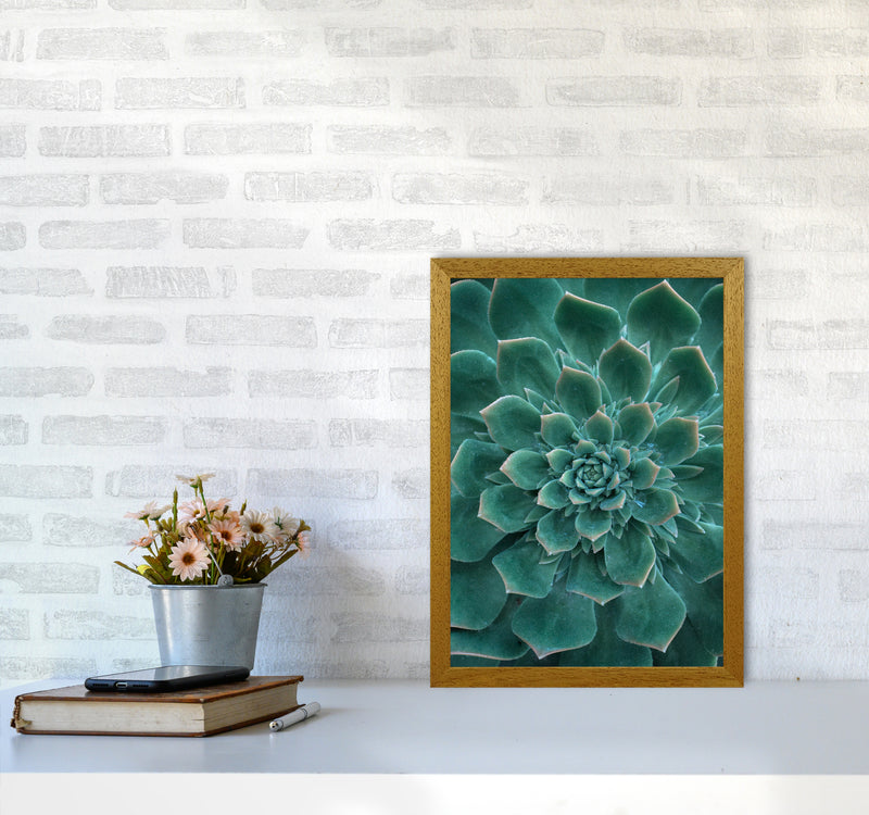 Green Succulent Plant Photography Print by Victoria Frost A3 Print Only