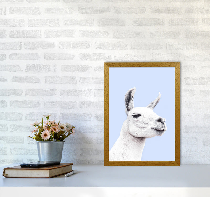 Blue Llama Photography Print by Victoria Frost A3 Print Only