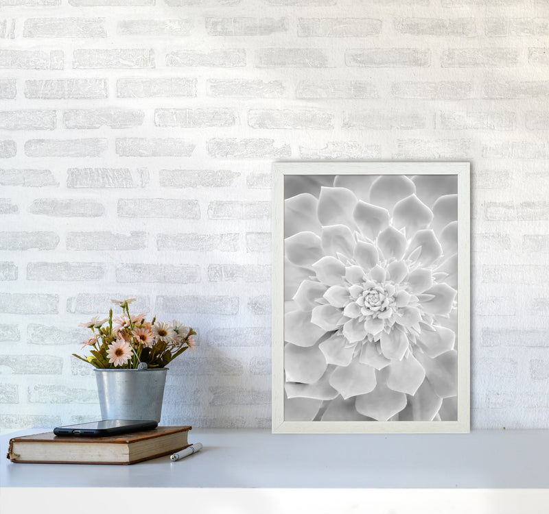 White Succulent Plant Photography Print by Victoria Frost A3 Oak Frame