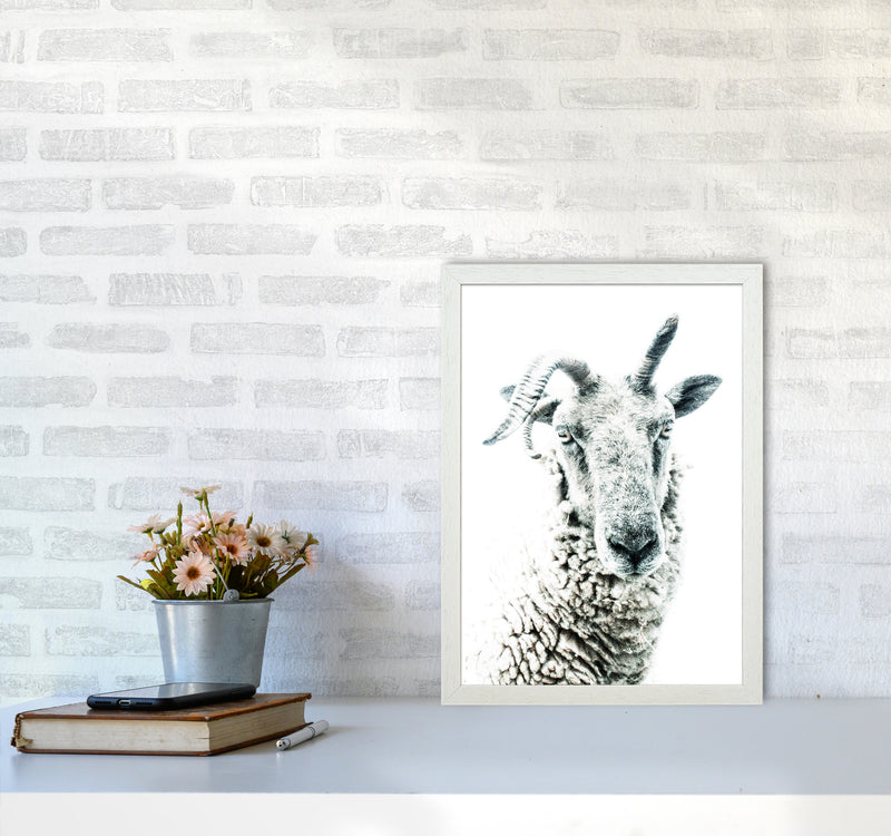 Sheep Photography Print by Victoria Frost A3 Oak Frame