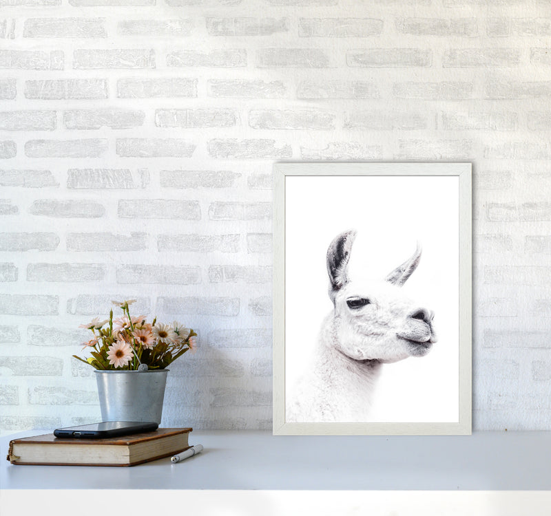 Llama I Photography Print by Victoria Frost A3 Oak Frame