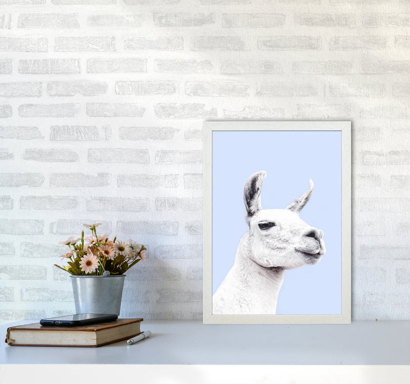Blue Llama Photography Print by Victoria Frost A3 Oak Frame