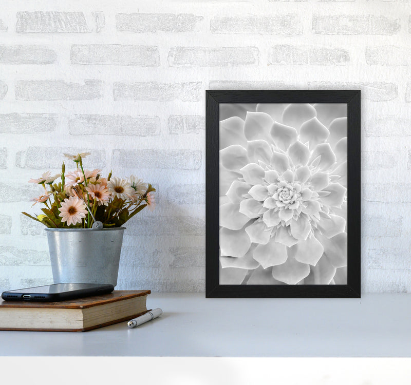 White Succulent Plant Photography Print by Victoria Frost A4 White Frame