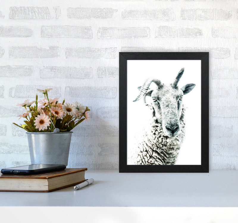 Sheep Photography Print by Victoria Frost A4 White Frame
