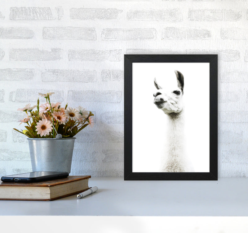 Llama II Photography Print by Victoria Frost A4 White Frame