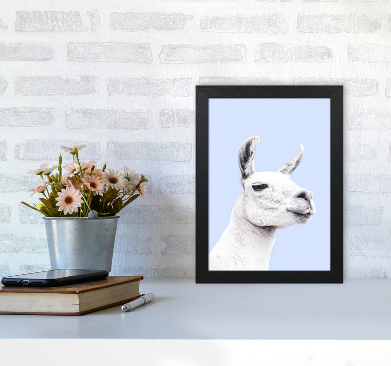 Blue Llama Photography Print by Victoria Frost A4 White Frame
