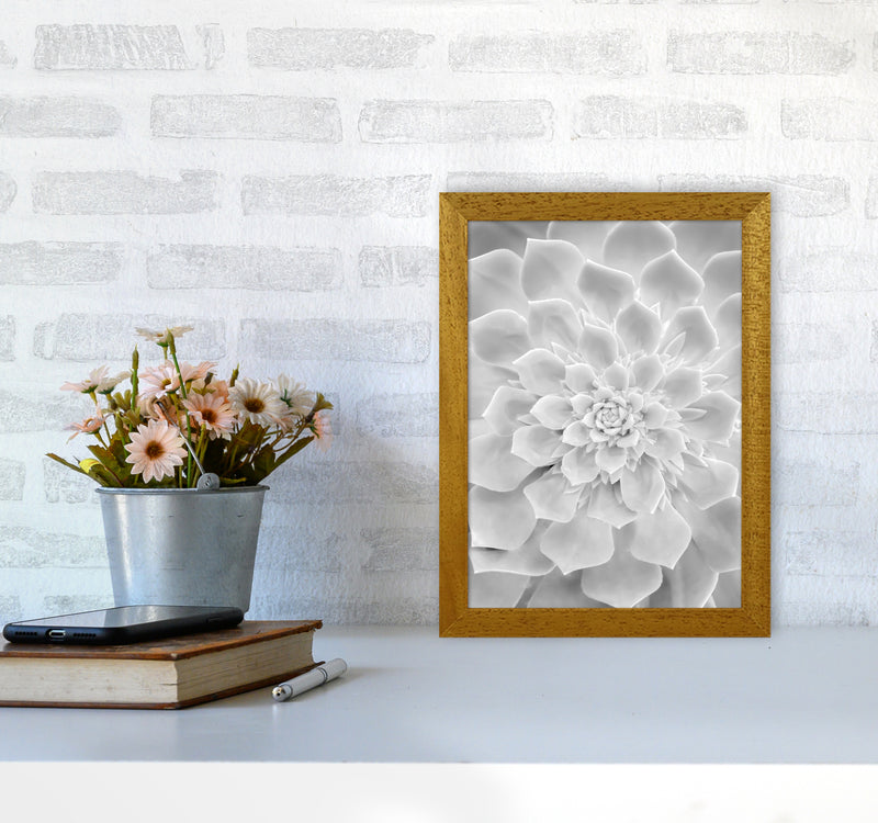 White Succulent Plant Photography Print by Victoria Frost A4 Print Only
