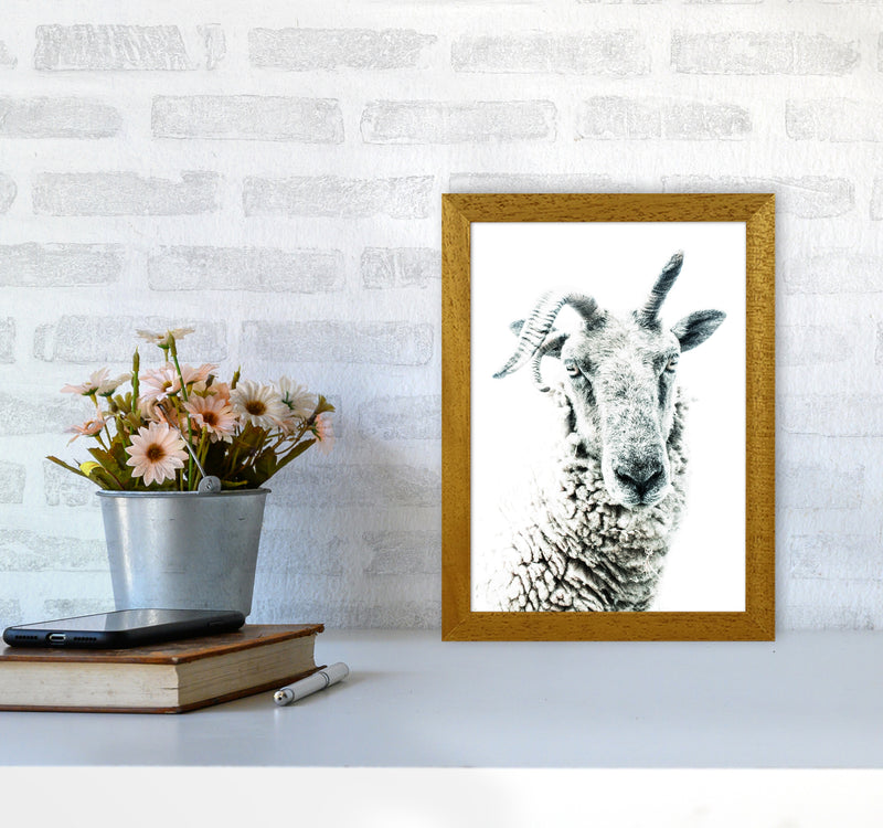 Sheep Photography Print by Victoria Frost A4 Print Only