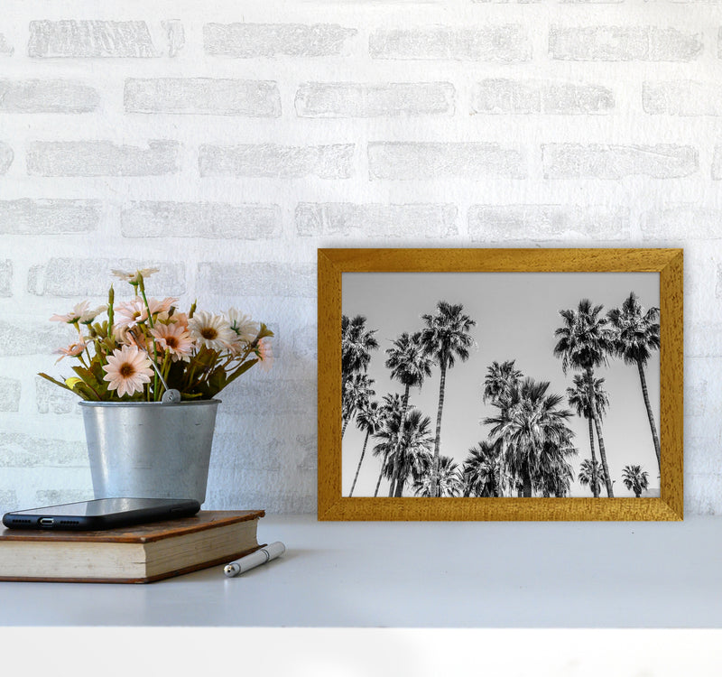 Sabal palmetto I Palm Trees Photography Print by Victoria Frost A4 Print Only