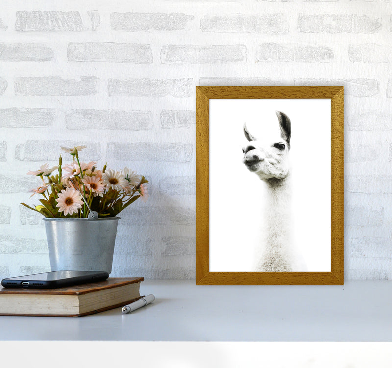 Llama II Photography Print by Victoria Frost A4 Print Only